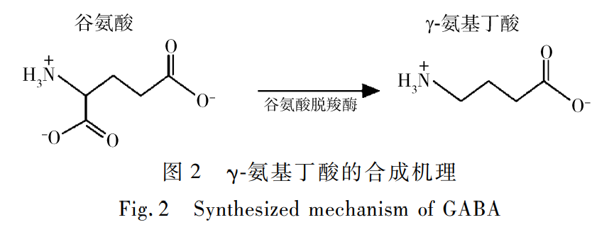 图 ２ γ氨基丁酸的合成机理 Ｆｉｇ